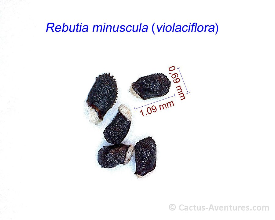 Rebutia minuscula violaciflora